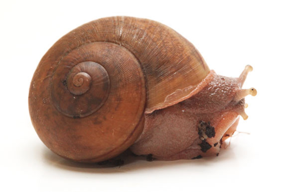Cryptozona bistrialis Unawatuna, Sri Lanka adult